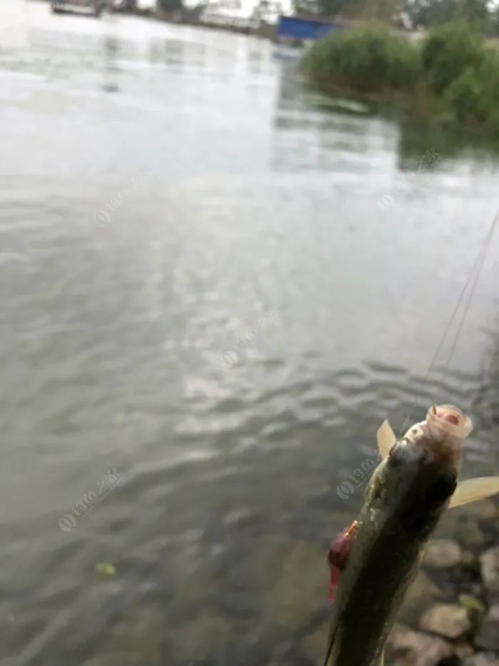 骆马湖钓鱼最新动态，垂钓爱好者必看的最新消息！