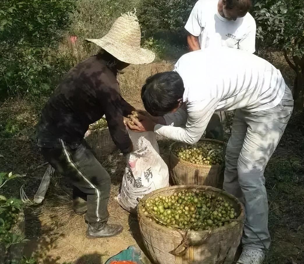 山茶油的价格